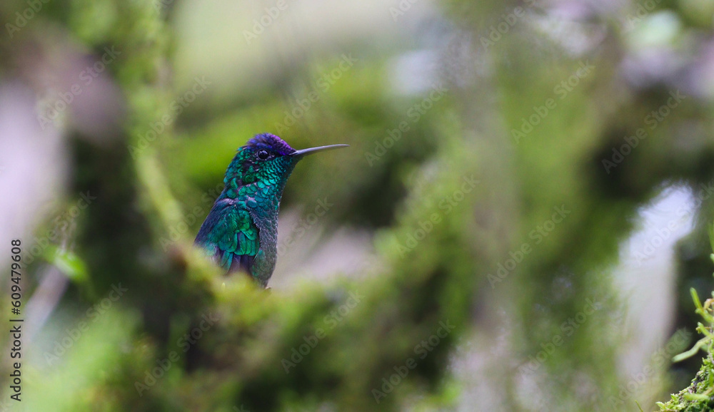 Obraz premium hummingbird 2