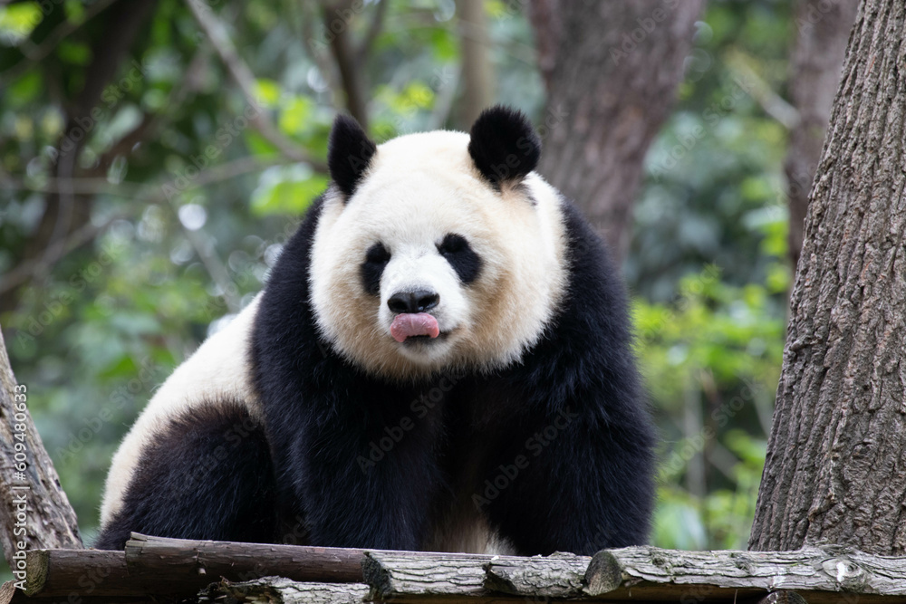 Funny pose of Female panda , Yuan Run , China