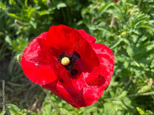 Common poppy (Papaver rhoeas), Corn poppy, Corn rose, Field poppy, Flanders poppy, Der Klatschmohn, Mohnblume, Klatschrose, Divlji Mak, Poljski mak, Žitni mak, Crveni mak, Bulka ili Turčinak photo