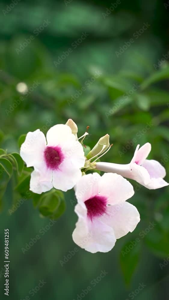 White flowers moved gently in the wind. White flowers moved gently in the wind.