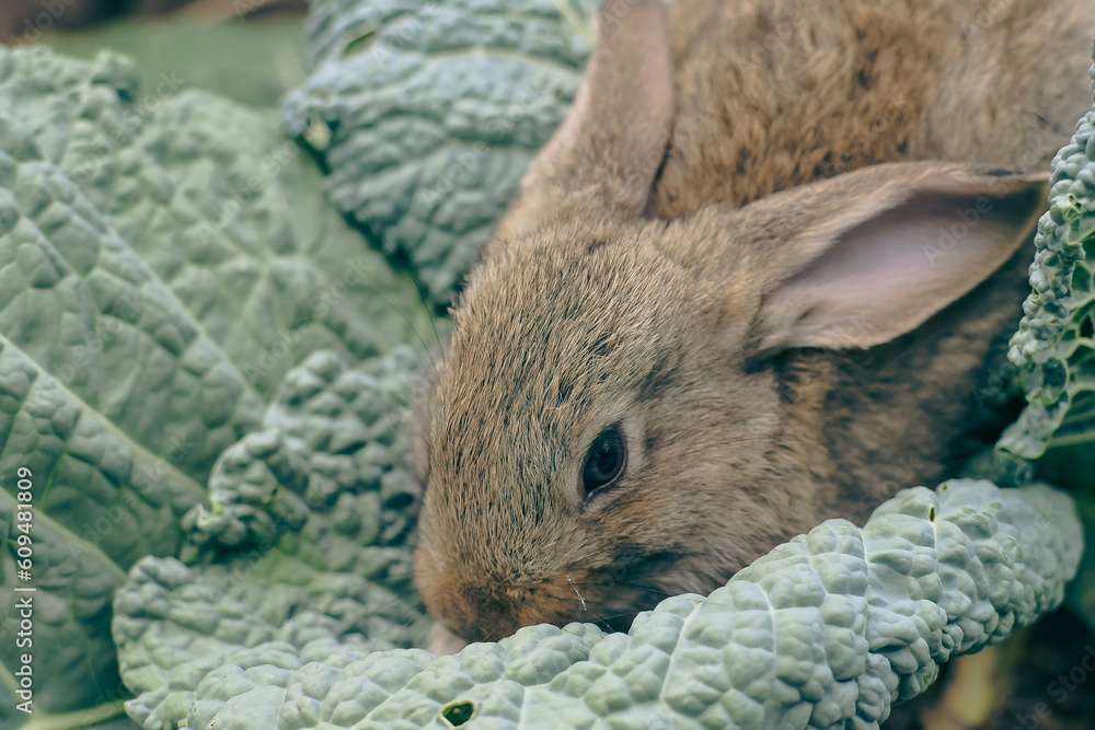 Naklejka premium rabbit in the grass