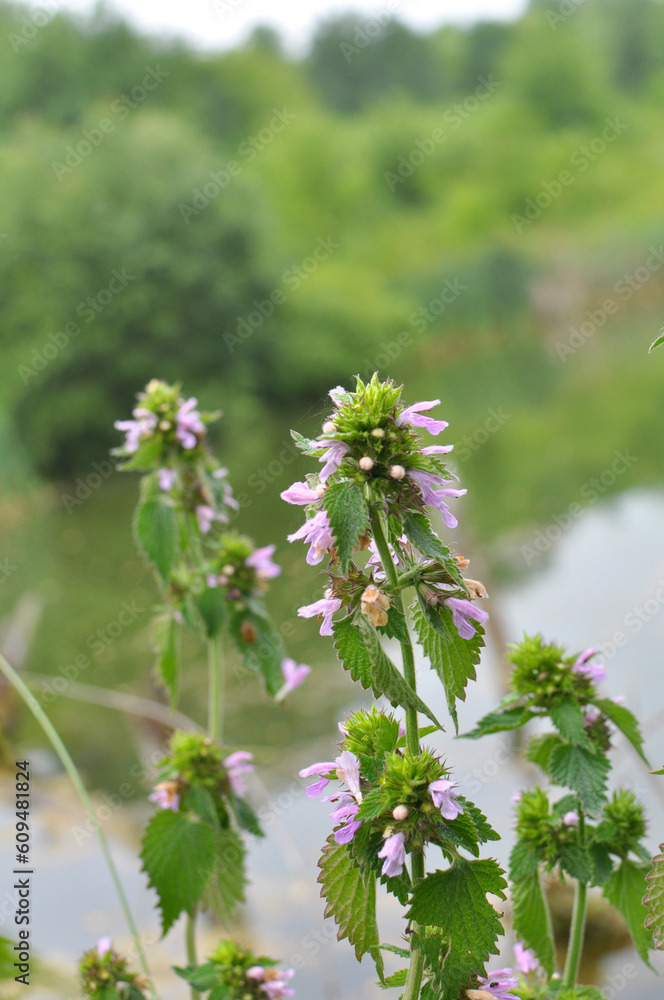 Fototapeta premium Ballota nigra blooms in nature