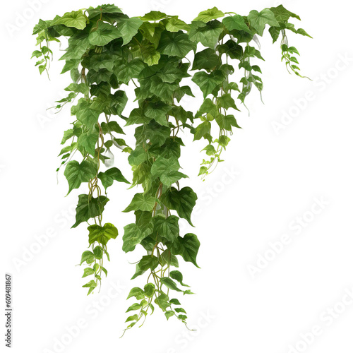 creeping plant, transparent background
