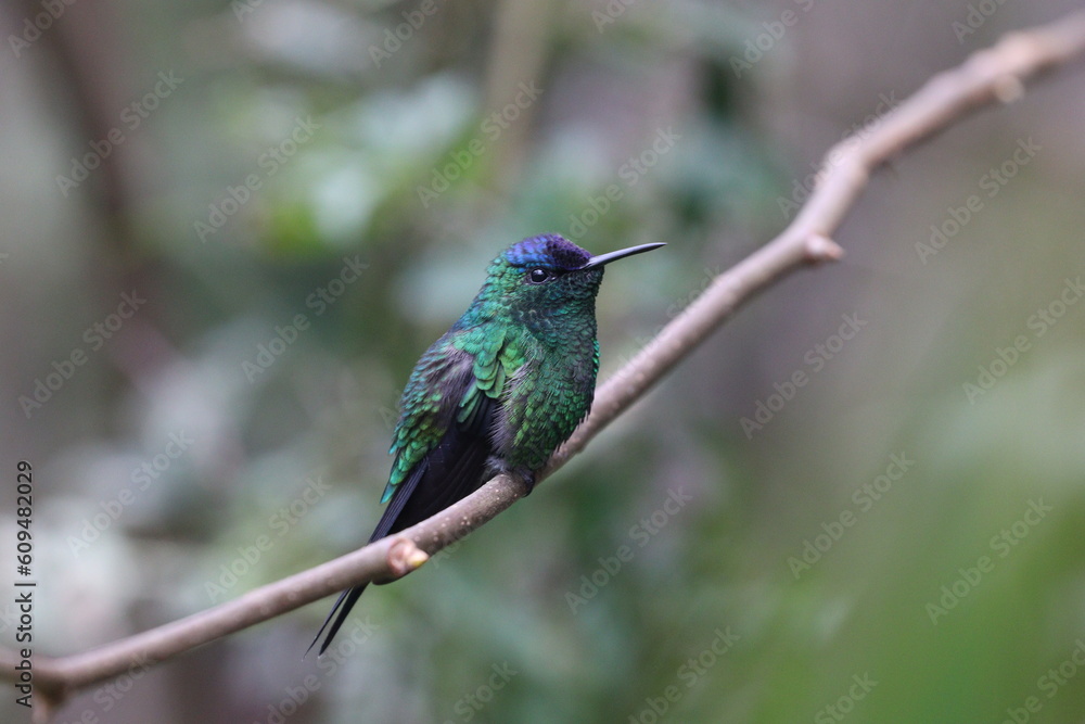 Obraz premium hummingbird