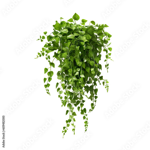 Hanging plant, transparent background