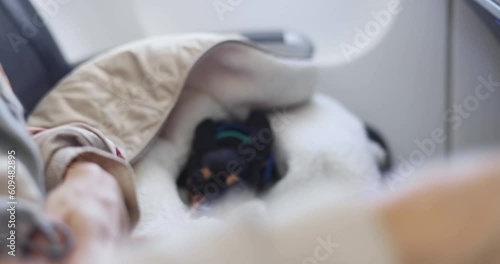 Dog in the aircraft cabin near the window during the flight, concept of travelling and moving with pets, small black dog sitting in the pet carrier bag, travel or relocation with dog by airplane