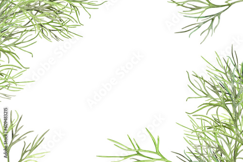 Fototapeta Naklejka Na Ścianę i Meble -  Young green dill, spice, seasoning, herb isolated on white background. Watercolor illustration. Frame for postcard, banner or border. For product design, packaging, cuisine, ingredient and condiment.