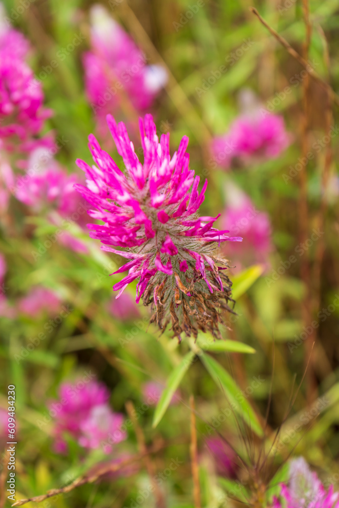 colorful flowers bloom in the garden. Fresh nature with mountain background colorful flowers bloom in the garden. Fresh nature with mountain background