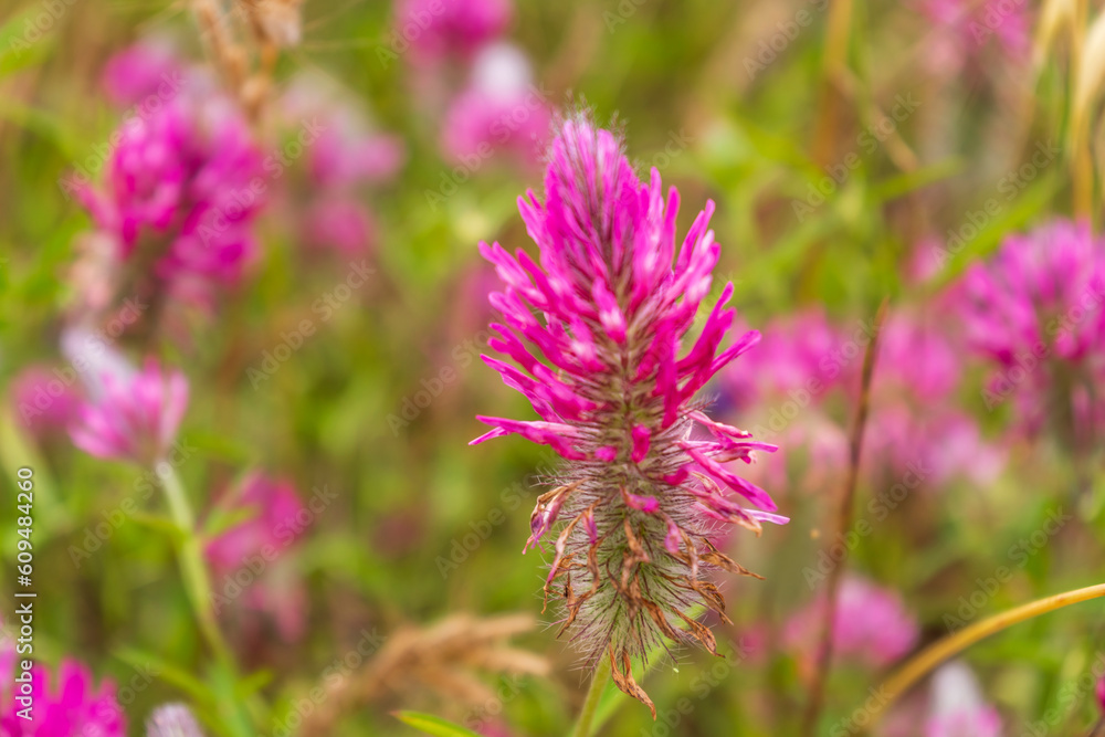 colorful flowers bloom in the garden. Fresh nature with mountain background colorful flowers bloom in the garden. Fresh nature with mountain background