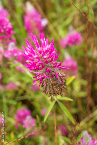 colorful flowers bloom in the garden. Fresh nature with mountain background