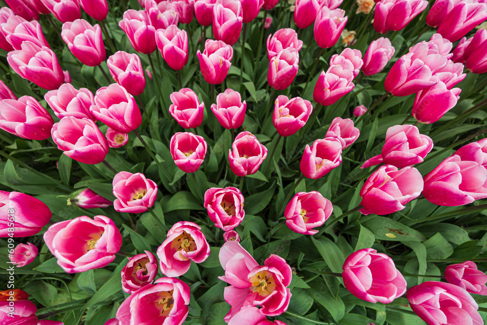 pink tulips in the garden pink tulips in the garden