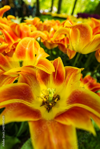 orange flower in garden