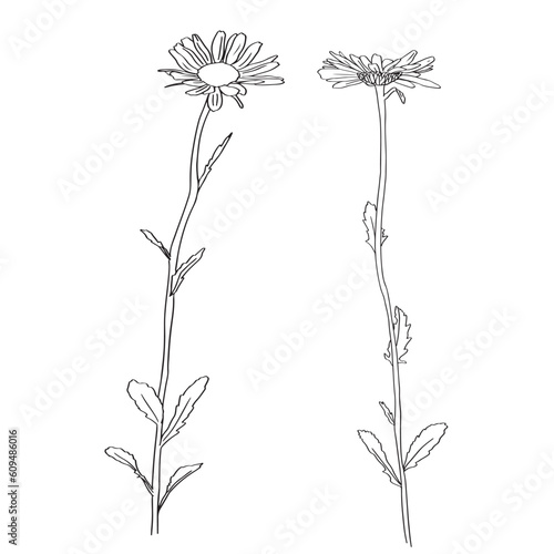 Chamomile Flower herbal organic . trend linear style. Vector Logo Emblem of Medical Chamomile Can be Used Template for packing Tea , Cosmetics, Medicines, biological additives