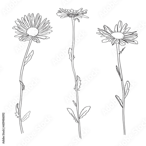 Chamomile Flower herbal organic . trend linear style. Vector Logo Emblem of Medical Chamomile Can be Used Template for packing Tea , Cosmetics, Medicines, biological additives