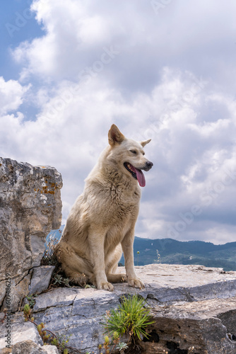 cute white dog sitting with a lovely landscape background