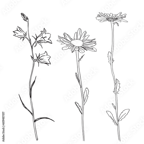 Chamomile Flower herbal. Bluebell flowers. Sketch. Hand drawn outline vector illustration, isolated. White background. Can be Used Template for packing Tea, Cosmetics, Medicines, biological additives
