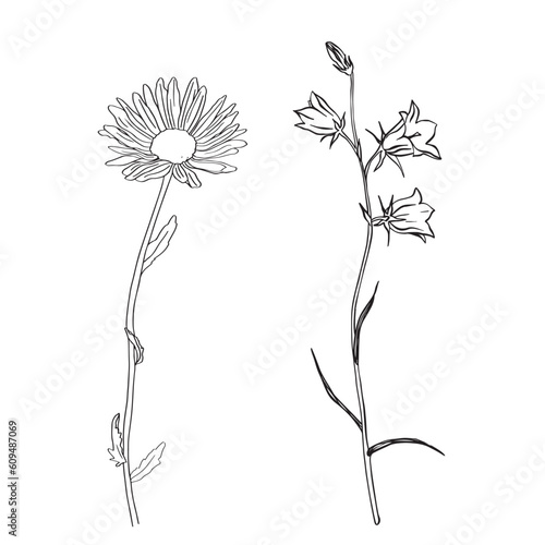 Chamomile Flower herbal. Bluebell flowers. Sketch. Hand drawn outline vector illustration, isolated. White background. Can be Used Template for packing Tea, Cosmetics, Medicines, biological additives
