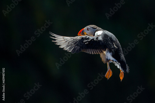 Puffin black background backlit image