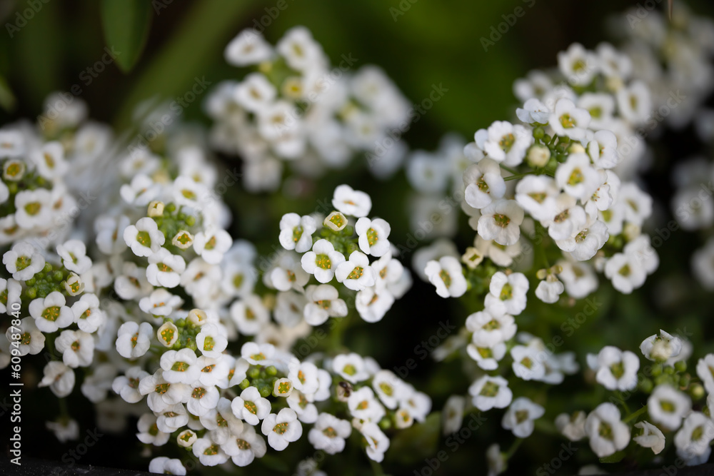 White small flowers in the inflorescence White small flowers in the inflorescence