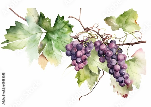 Watercolor illustration of Cabernet Grapes on the vine on a white isolated background