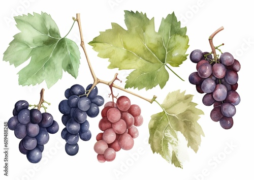 Watercolor illustration of several varieties of wine grapes on vines with leaves on a white isolated background