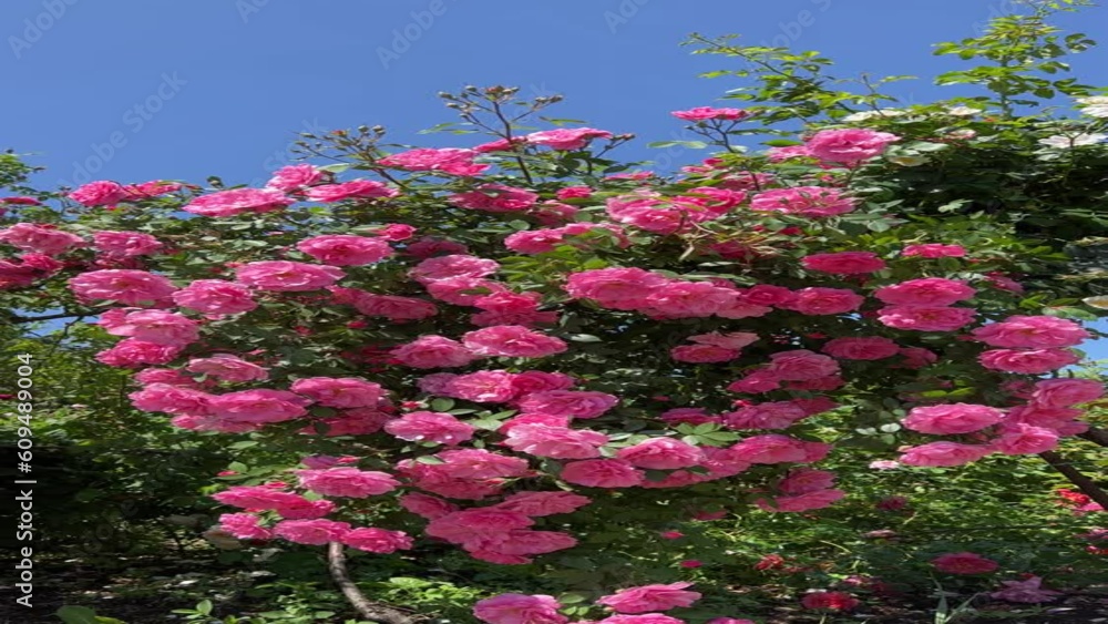 Roses pink flowers in the garden, vertical video. Roses pink flowers in the garden, vertical video.