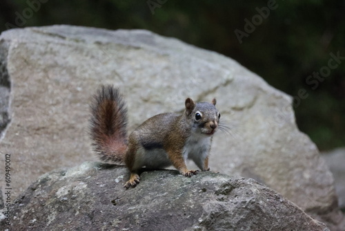 Squirrel