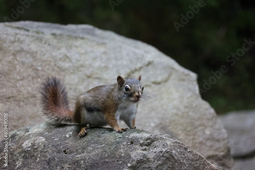 Εκτύπωση καμβά Squirrel