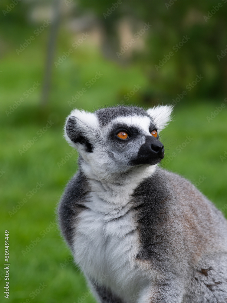 portrait of a lemur on a green background with expressive eyes portrait of a lemur on a green background with expressive eyes