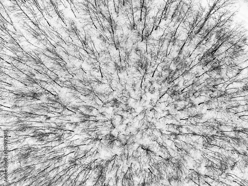 Top-down view of a winter forest. No people