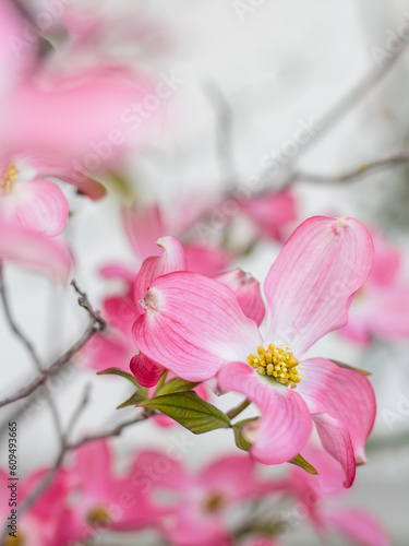 Flowering dogwood in Spring, cornus florida, beautiful pink flowers on a branch, spring/summer wallpaper, shallow depth of field, close-up.