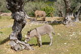 foal, donkey with mom, Equus asinus, Equus africanus asinus with foal grazes on home farm in mountains pastures on sunny day, freight transport, field work, symbol of stubbornness, stupidity