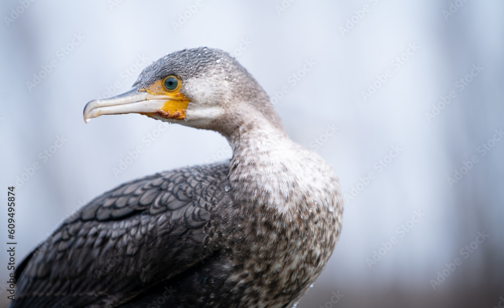Fototapeta premium Great cormorant (Phalacrocorax carbo) in young plumage