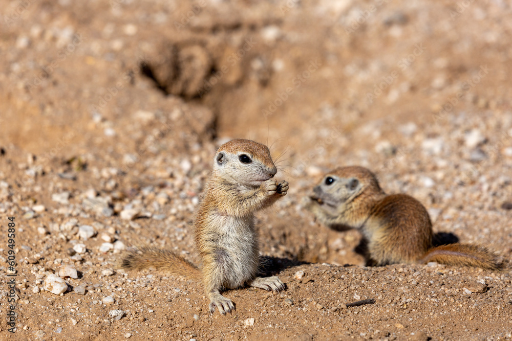 Juvenile round-tailed ground squirrel, Xerospermophilus tereticaudus, siblings, playing and hanging out at the entrance to their burrow. Adorable and cute rodents in the Sonoran Desert. Tucson, AZ. Juvenile round-tailed ground squirrel, Xerospermophilus tereticaudus, siblings, playing and hanging out at the entrance to their burrow. Adorable and cute rodents in the Sonoran Desert. Tucson, AZ.