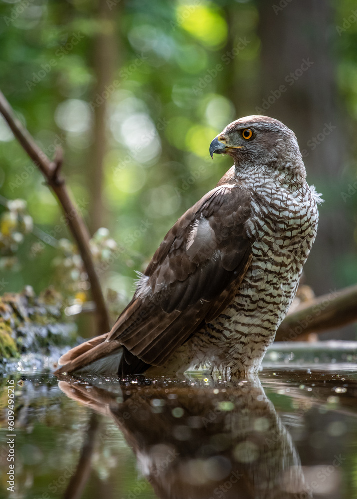 Northern goshawk (Accipiter gentilis) female in a lowland European forest standing in a pond Northern goshawk (Accipiter gentilis) female in a lowland European forest standing in a pond