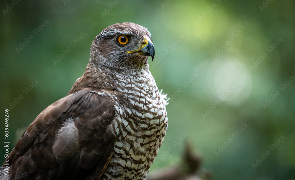 Northern goshawk (Accipiter gentilis) female in a lowland European forest Northern goshawk (Accipiter gentilis) female in a lowland European forest