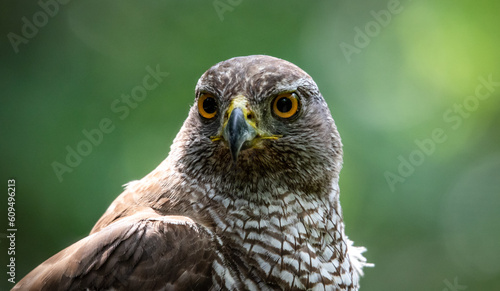 Northern goshawk (Accipiter gentilis) female in a lowland European forest, portrait