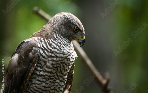 Northern goshawk (Accipiter gentilis) female in a lowland European forest