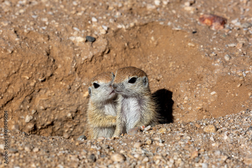 Round-tailed ground squirrel, Xerospermophilus tereticaudus, siblings, showing affection by nuzzling each other, and nearly kissing. Pima County, Tucson, Arizona, USA. photo