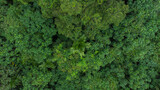 Aerial photo of tropical forest in Aceh Province, Indonesia.
