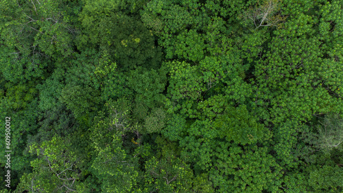 Aerial photo of tropical forest in Aceh Province, Indonesia. © Azmil