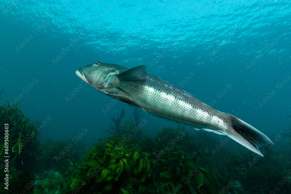 Blue cod, Rāwaru, Parapercis colias Blue cod, Rāwaru, Parapercis colias