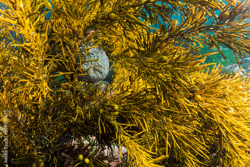 Wandering anemone, Phylctenactis tuberculosa photo