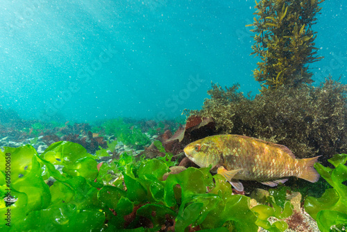 Purple wrasse, Notolabrus fucicola photo