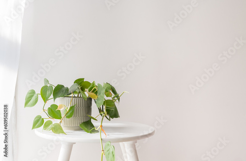 Close up of green leafy pot plant on small round table against white wall next to curtain (selective focus)