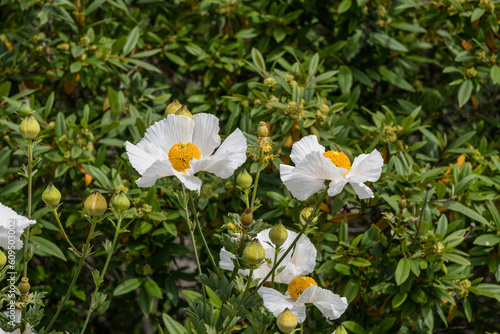 Beautiful California native Matilija poppy flowers in the coastal area of Goleta near Santa Barbara, Southern California