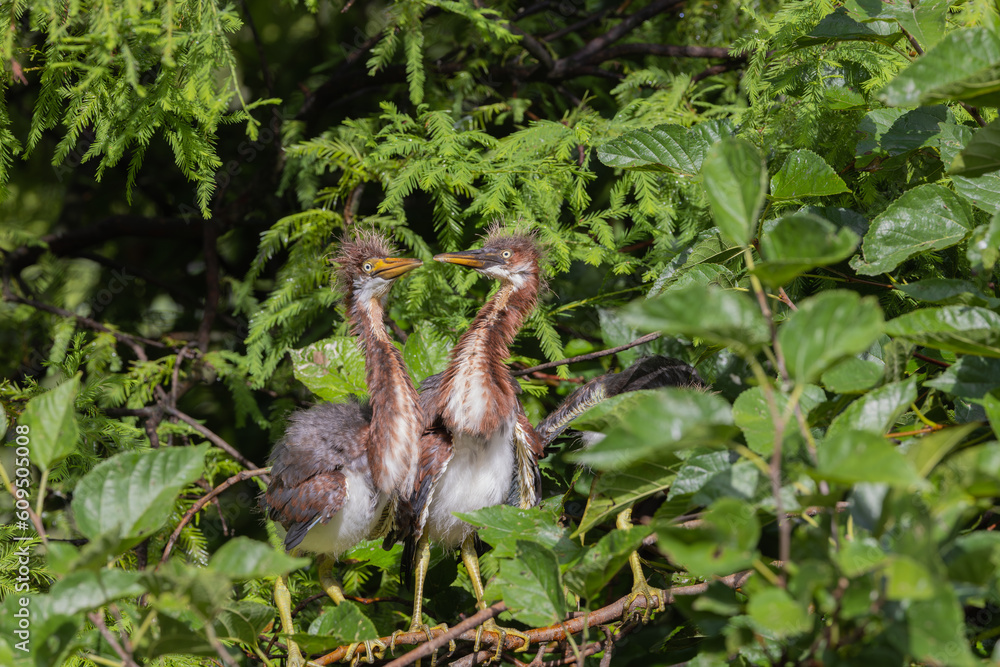 Two baby tricolored herons perched on a branch looking at each other. 
