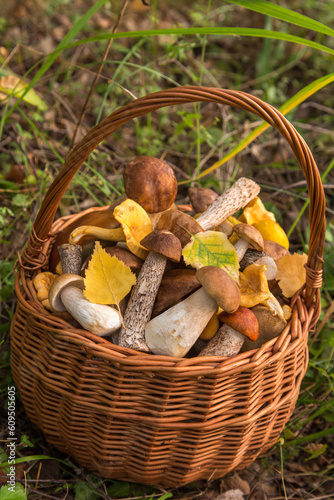 Edible mushroom porcini in basket outdoor in grass in forest in sunligh close up