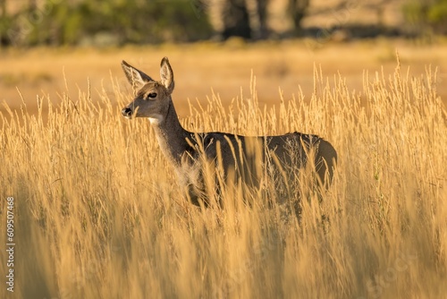 A mule deer doe in tall grass in the early morning near Frenchglen Oregon. photo