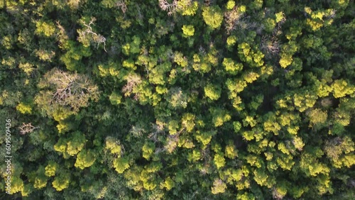 Aerial images of the Brazilian savannah, the sertão of the northeast